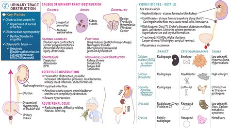 Usmle Comlex Step Urinary Tract Obstruction Focus On Kidney