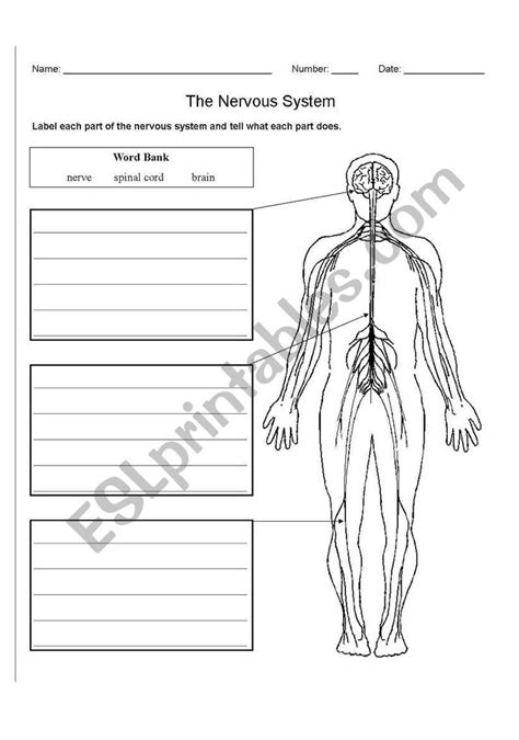 Grade 5 Nervous System Worksheet