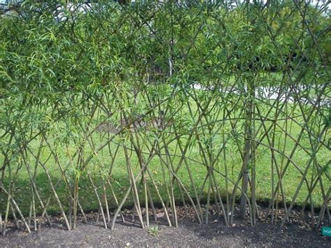 Osier Willow Trees (Salix viminalis) - The Curious Bee Garden Nursery