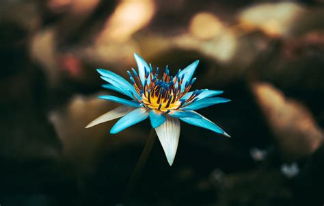 Blue Lotus Flower: Benefits, Uses, and Side Effects – Shot of Joy