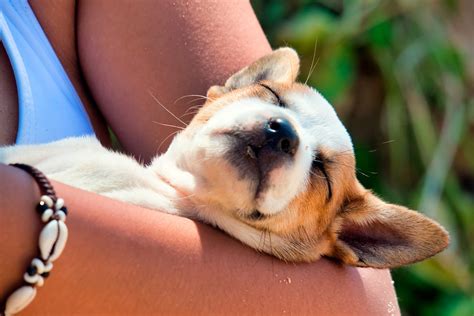 Mezcla Popa Consultar Sintomas De Sincope Cardiaco En Perros Persona