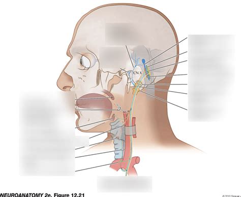 vagus nerve Diagram | Quizlet