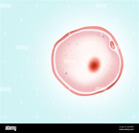 Ovum (egg cell) on light background, illustration Stock Photo - Alamy