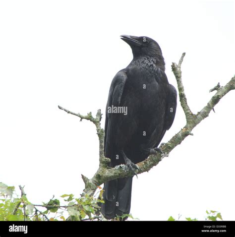 Detailed Close Up Of A Black Carrion Crow Corvus Corone In A Tree