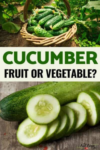 Cucumber Vegetable