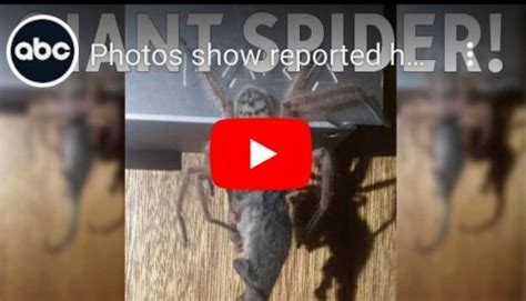 Terrifying Moment Giant Hungry Huntsman Spider Prepares To Devour An Entire Possum Photo