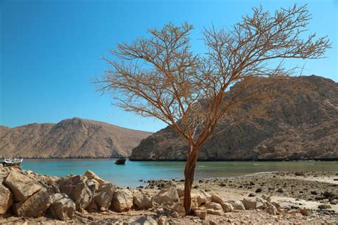 Lonely Tree In The Oman Desert Stock Image - Image of national, outback ...