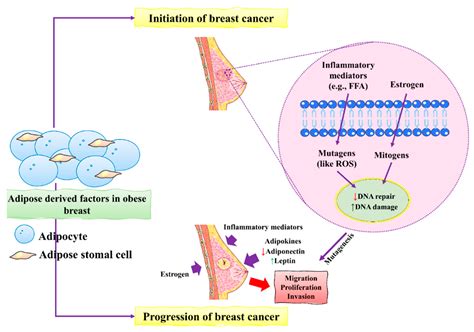 Natural Products Against Breast Cancer Encyclopedia Mdpi