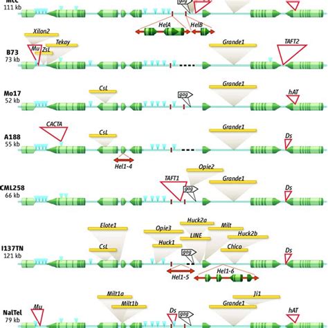 DNA Cut And Paste Transposition Mechanism Transposition Is Initiated