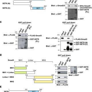 The N Terminal Domain Of Set Binds To The Mh Domain Of Smad A