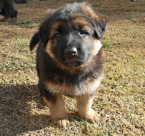 King Shepherd Puppies - Puppy Dog Gallery