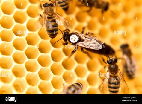 Queen Bee In An Artificial Hive Stock Photo Alamy