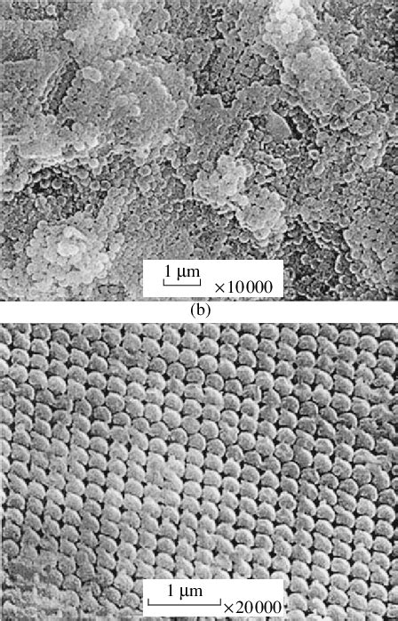 Electron Micrographs Of A The Surface And B The Cleavage Of The