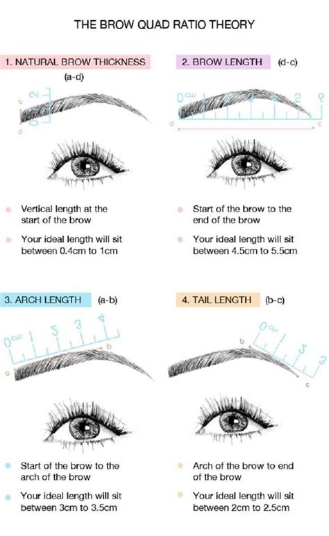 The Appliance Of Science 20 Perfect Eyebrows Infographics