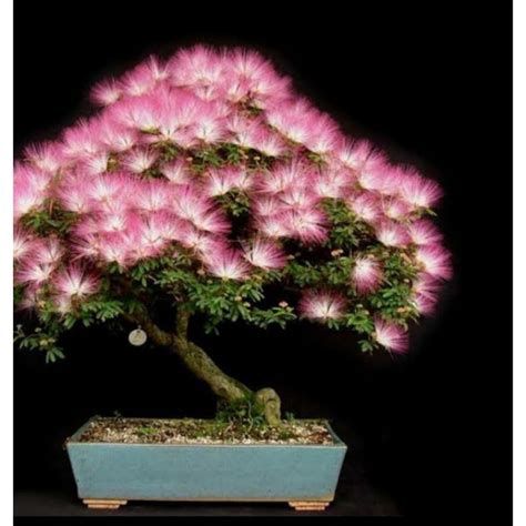 Jual Bahan Bonsai Putri Malu Shopee Indonesia