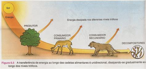 Esquema Da Cadeia Alimentar - 6