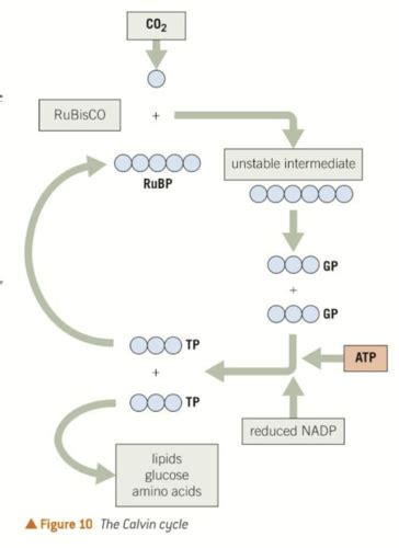 Energy For Biological Processes Flashcards Quizlet