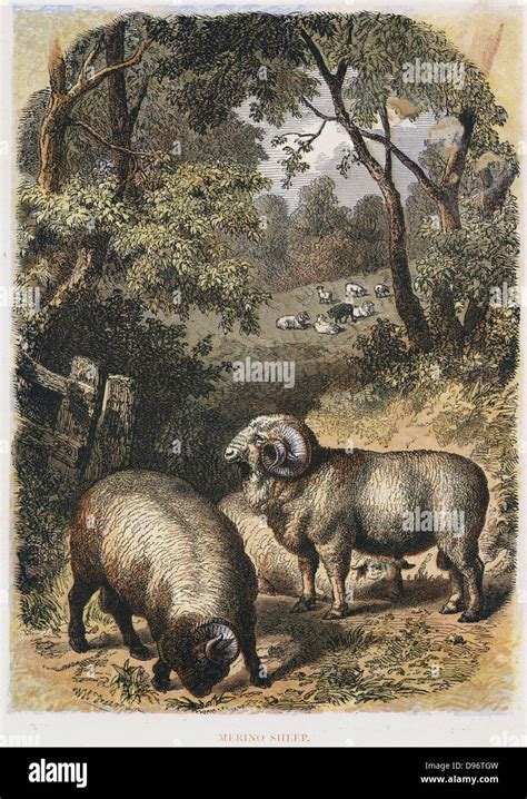 Merino sheep: variety noted for its wool. Much favoured in Australia Hand-tinted engraving ...