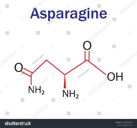 Asparagine Amino Acid Formula Structure Chemical Stock Vector (Royalty ...