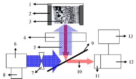 Table 1 From A New Technology Of Modulated Chl A Fluorescence Image In