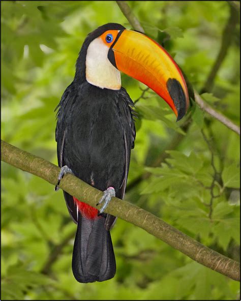 Keel Billed Toucan Ramphastos Sulfuratus The Keel Billed Flickr