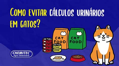 Como evitar cálculos urinários em gatos Chemitec YouTube