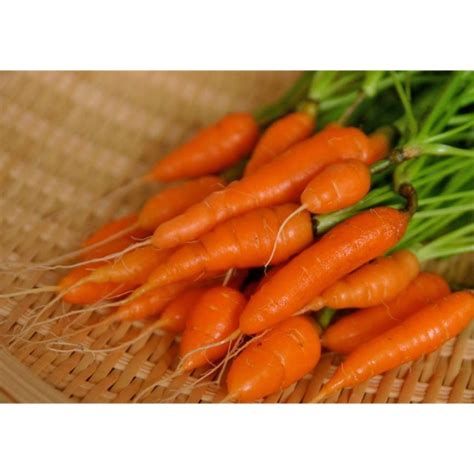 Baby Carrot Seeds Carrot Seeds Shopee Philippines