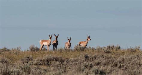 American Prairie Reserve