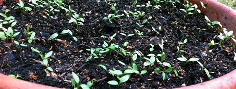 How to grow parsley from seeds