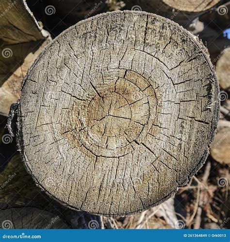 Round Section Of A Tree Trunk Stock Image Image Of Circular Abstract