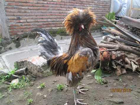 Ready Stock Ayam Poland Ternak Ayam Hias Dan Burung Eksotis