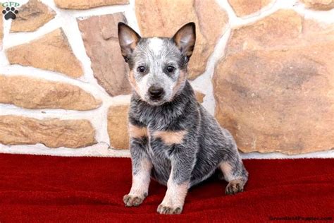 Blue Heeler Mix Puppies For Sale | Greenfield Puppies