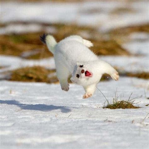 Meh: What's the cutest obscure animal?