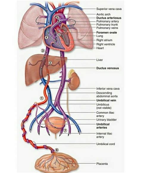 Physiology Of Fetal Circulation Image To U