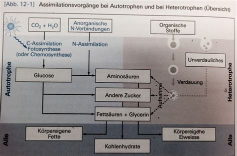 Zellbiologie Zellstoffwechsel Karteikarten Quizlet