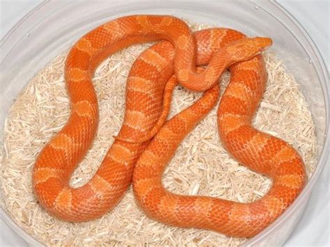 Diffused Creamsicle Cornsnake - Ians Vivarium