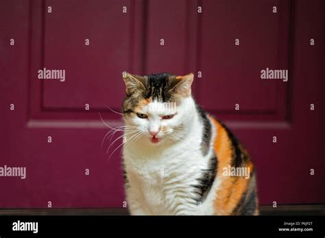 Angry Calico Cat Showing Its Teeth In Front Of A Doorway Stock Photo