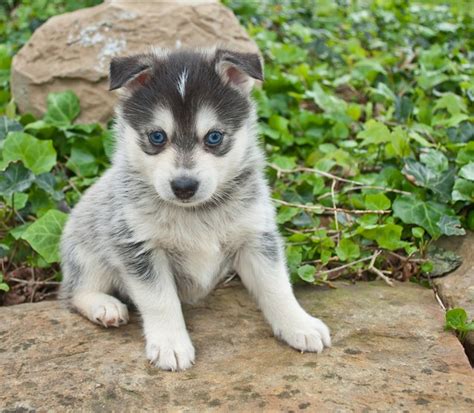 Pomsky Puppies With Blue Eyes Full Grown
