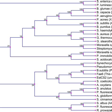 Evolutionary Distance Phylogram Showing The Position Of Fae6 From