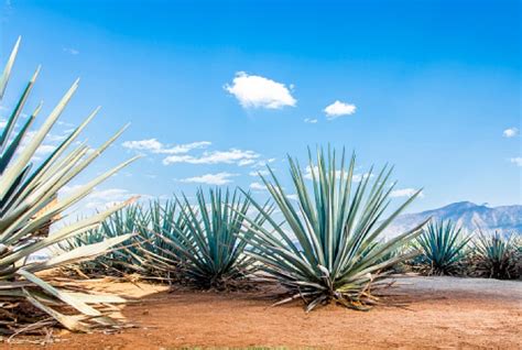 Shell e Cimatec apostam na bioenergia da agave no sertão brasileiro