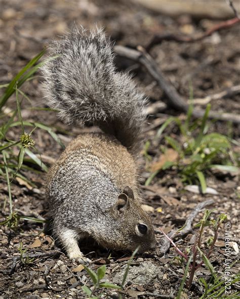 Rock Squirrel Otospermophilus Variegatus Se Arizona Augus Melody