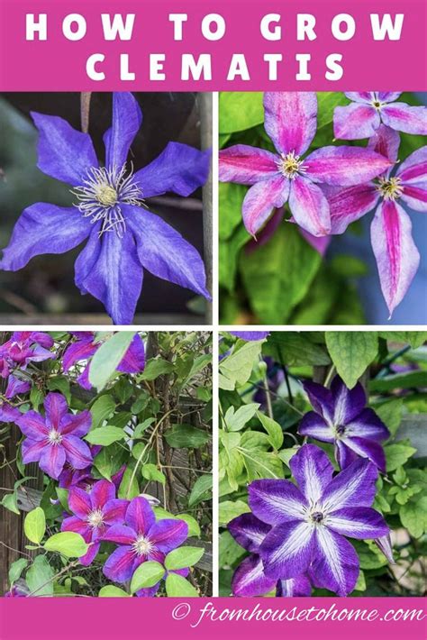 Can I Plant Clematis In The Fall Back Gardener