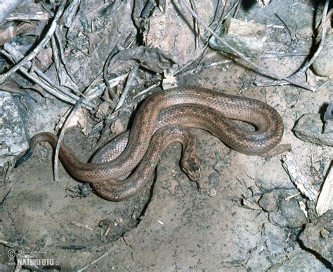 Cuban Wood Snake Photos, Cuban Wood Snake Images, Nature Wildlife ...