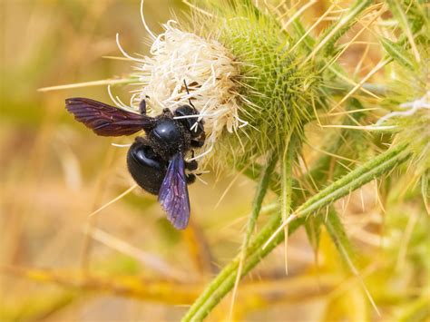 Xylocope ou abeille charbonnière Chantal Kern Flickr