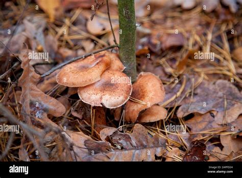 Group Of Edible Mushrooms Honey Agarics Known As Armillaria Mellea In