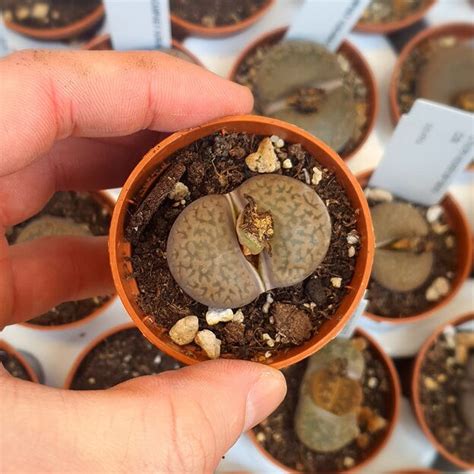 LITHOPS HOOKERI V MARGINATA C338