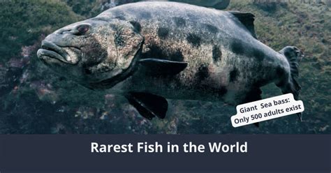 Rarest Fish In The World That Are Extinct Soon Ism