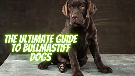 The Ultimate Guide To Bullmastiff Dogs Breeding Care And Characteristics