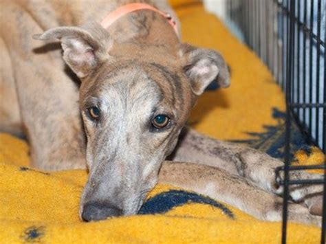 Rescued Greyhound Needs Patient Owner