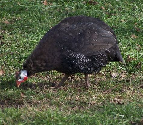 Color Chart Guinea Fowl International